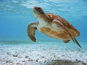 snorkel with turtle on gili
