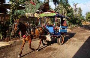 ride a cidomo at gili trawangan