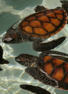 turtle hatchery